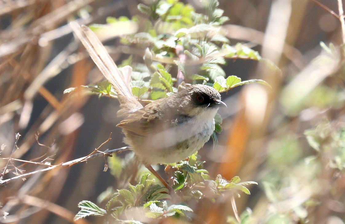 Prinia crinigère - ML110348451