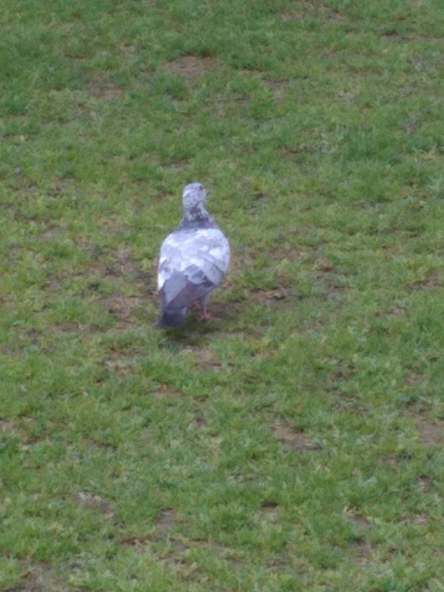 Rock Pigeon (Feral Pigeon) - ML110349681