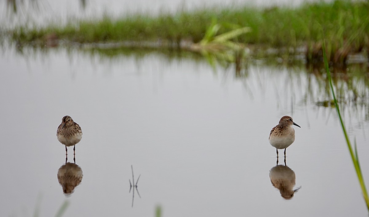 Least Sandpiper - Graham Rice