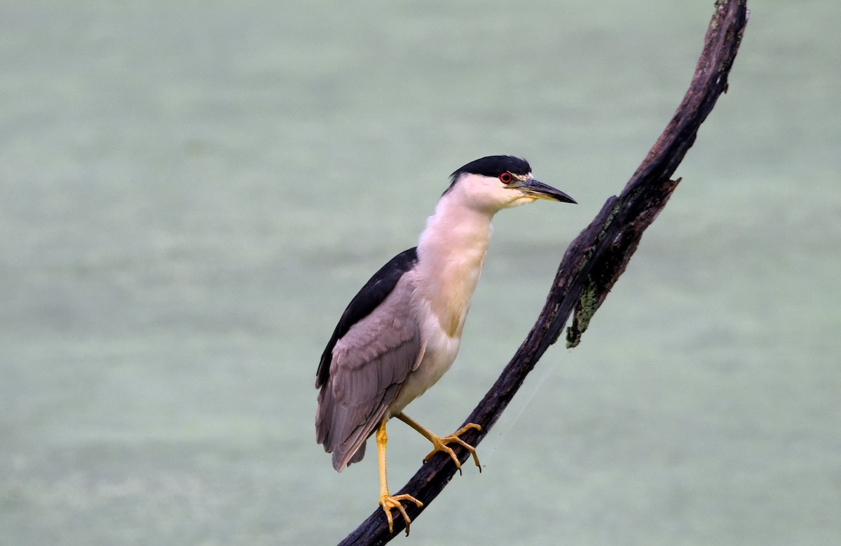 Black-crowned Night Heron - Bob Huguenard