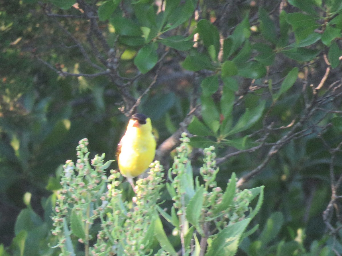 Chardonneret jaune - ML110352061