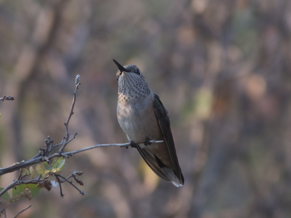Broad-tailed Hummingbird - ML110352551