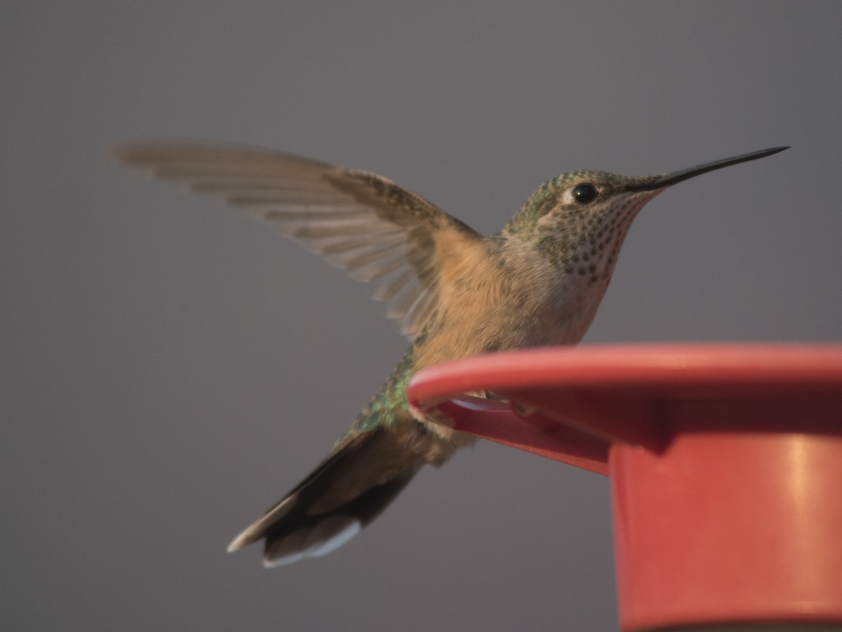 Broad-tailed Hummingbird - ML110352561