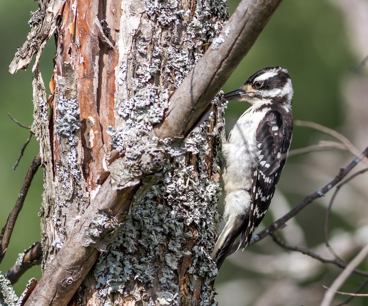 Hairy Woodpecker - ML110353251