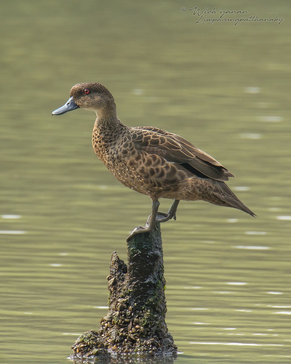 Sunda Teal - Wich’yanan Limparungpatthanakij
