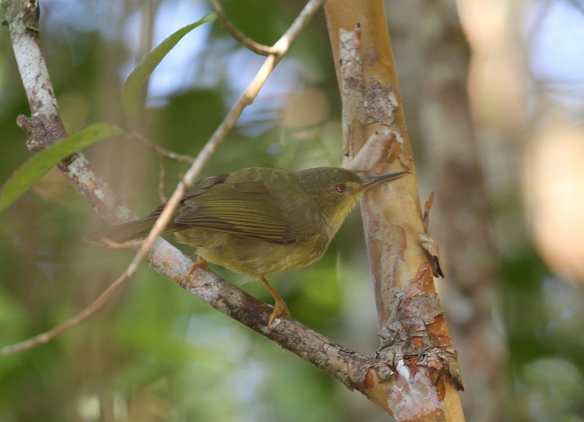 Long-billed Bernieria - ML110353661