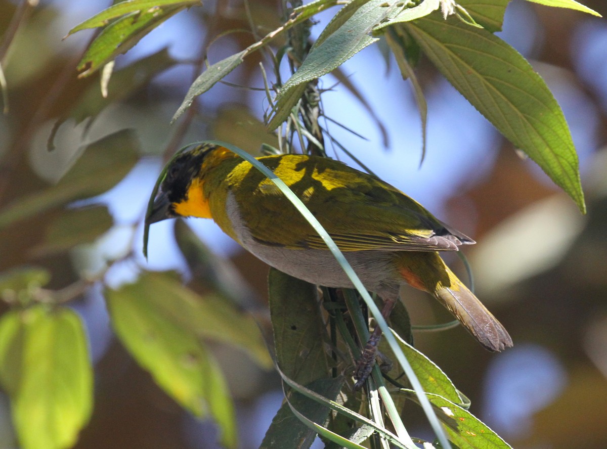 Nelicourvi Weaver - ML110353691