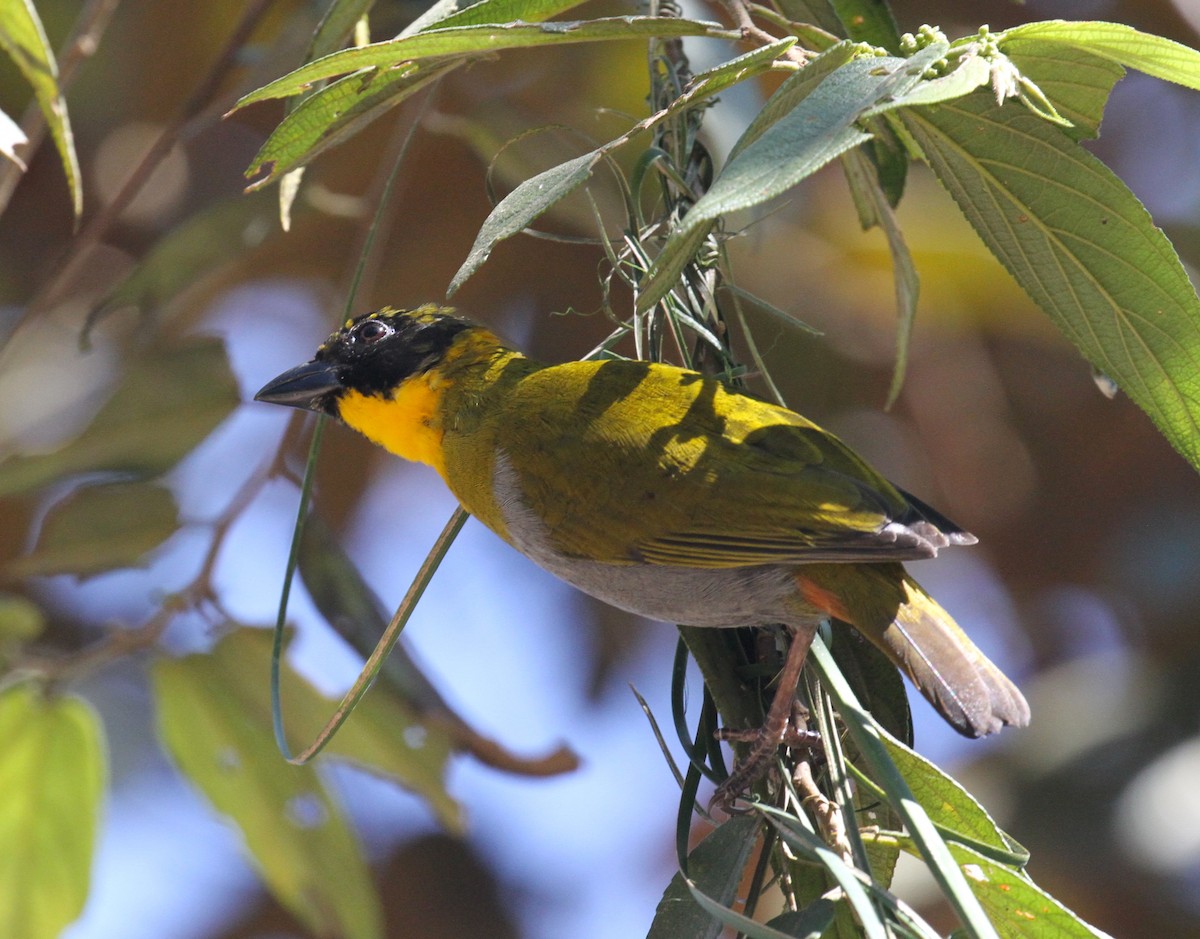 Nelicourvi Weaver - ML110353701