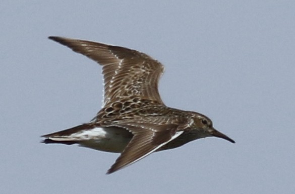 Pectoral Sandpiper - Jon G.