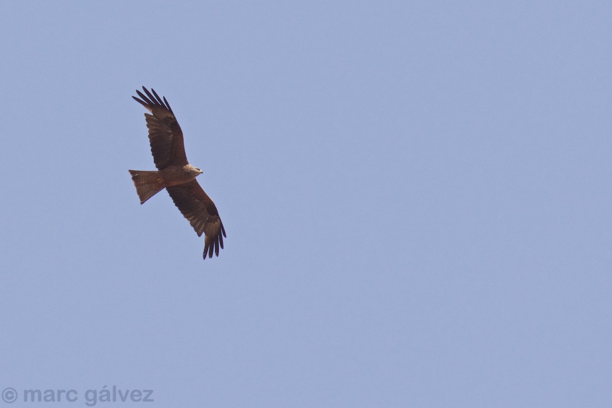 Black Kite - ML110355451