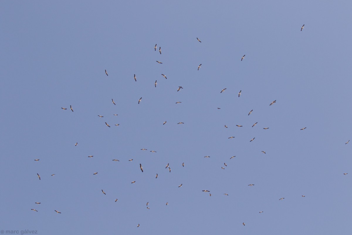 White Stork - ML110355551