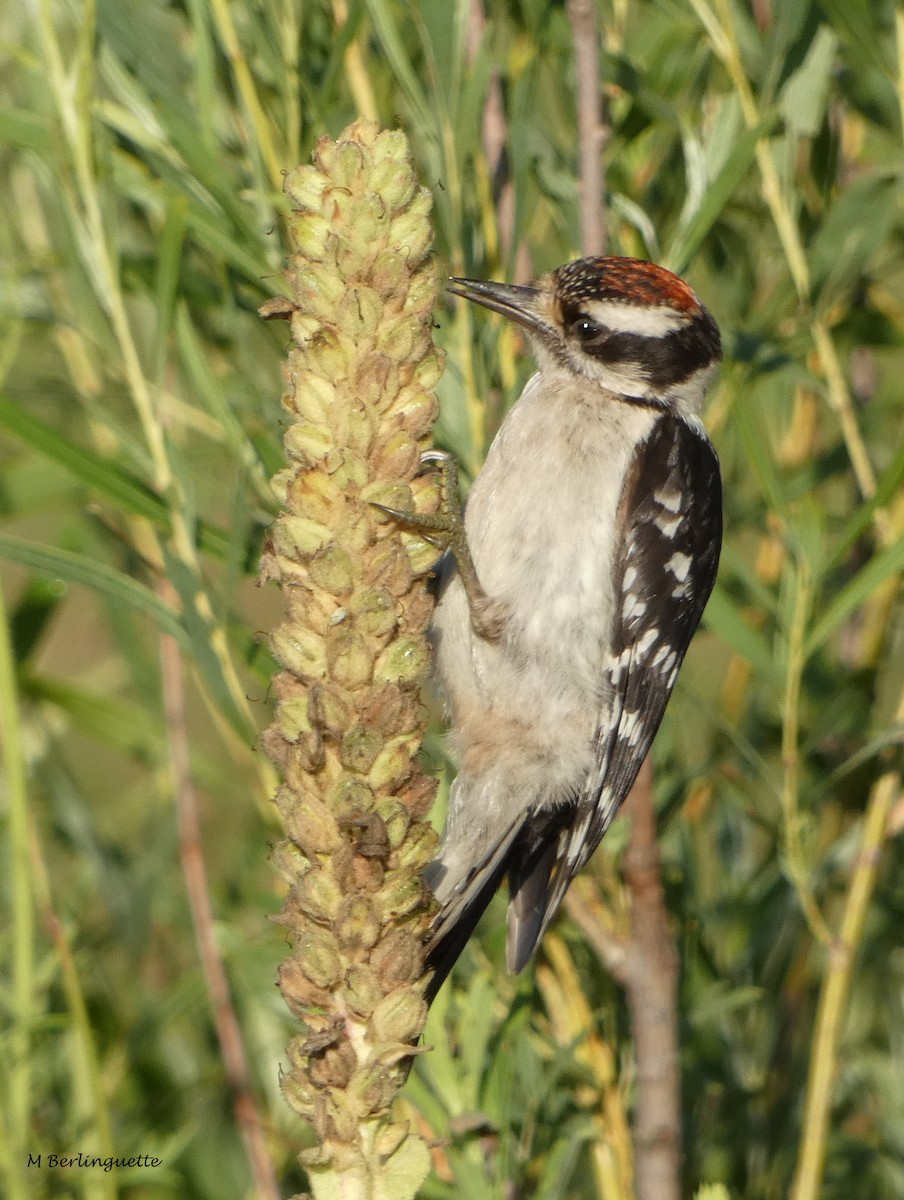 Downy Woodpecker - Monique Berlinguette