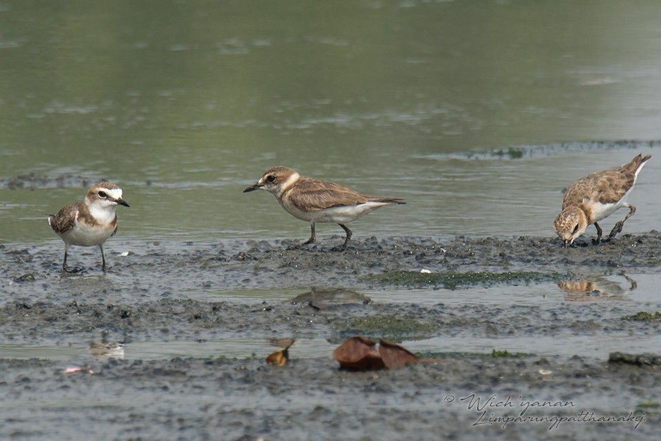 Javan Plover - ML110357321