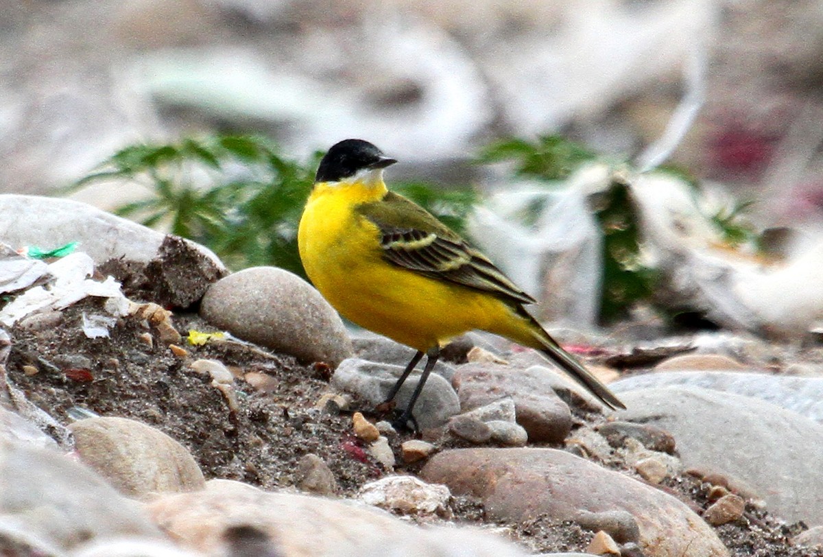 Western Yellow Wagtail (feldegg) - ML110358101