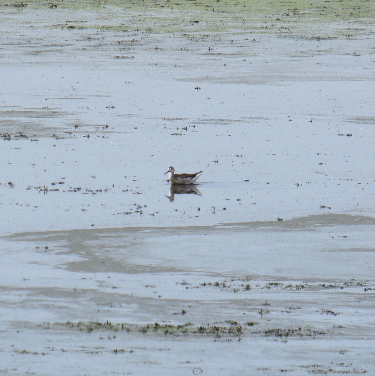 Wilson's Phalarope - ML110358191