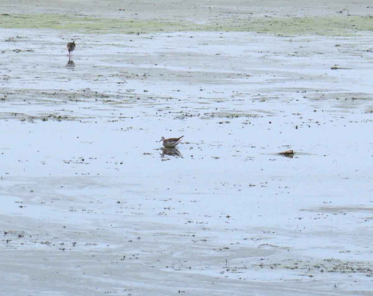 Wilson's Phalarope - ML110358201