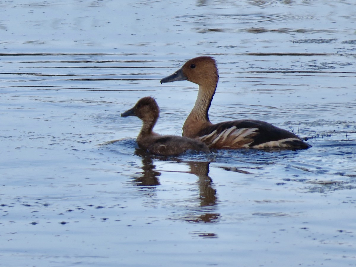 Fulvous Whistling-Duck - Craig Watson