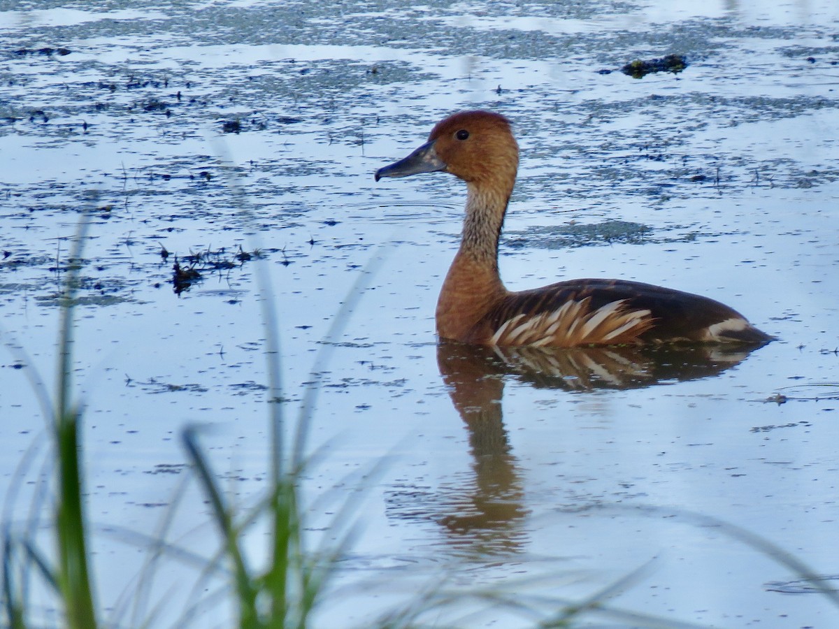 Fulvous Whistling-Duck - Craig Watson