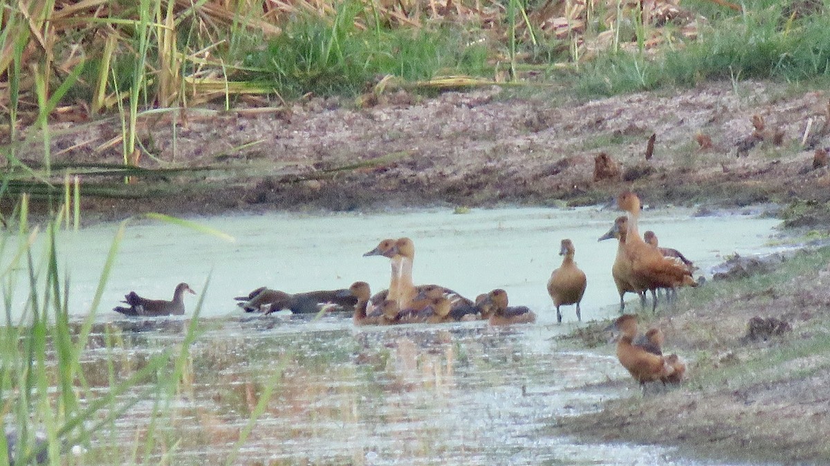 Dendrocygne fauve - ML110358661