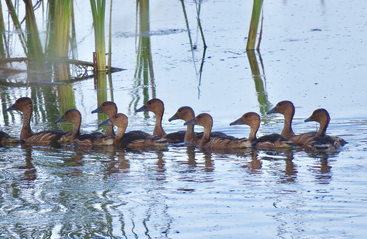 Fulvous Whistling-Duck - Craig Watson