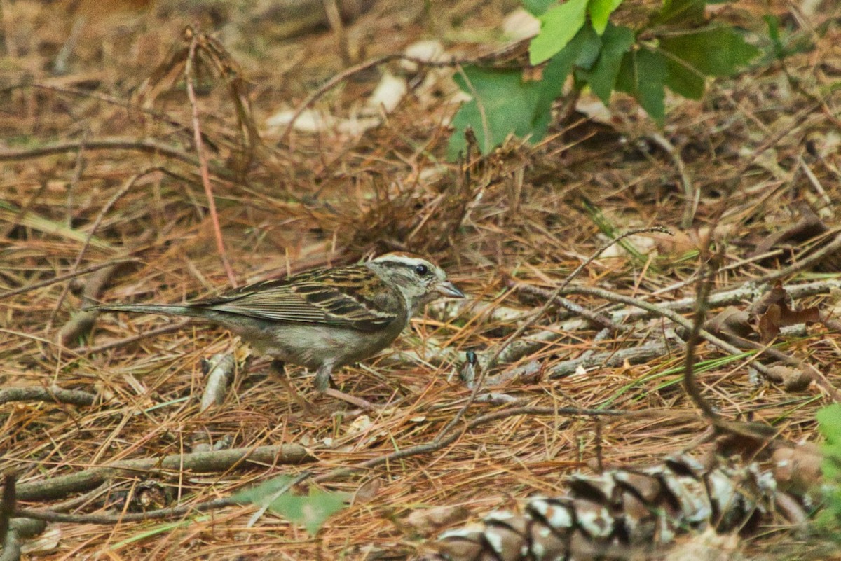 Chipping Sparrow - ML110358811