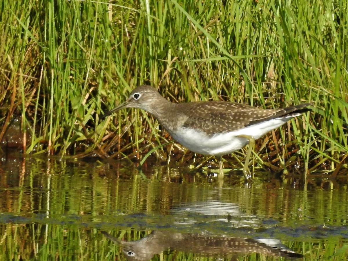 Solitary Sandpiper - ML110360391