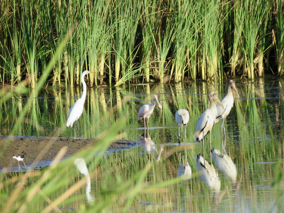 Roseate Spoonbill - ML110360891