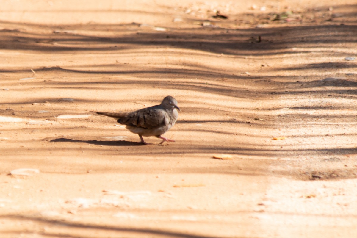 Ruddy Ground Dove - ML110361981