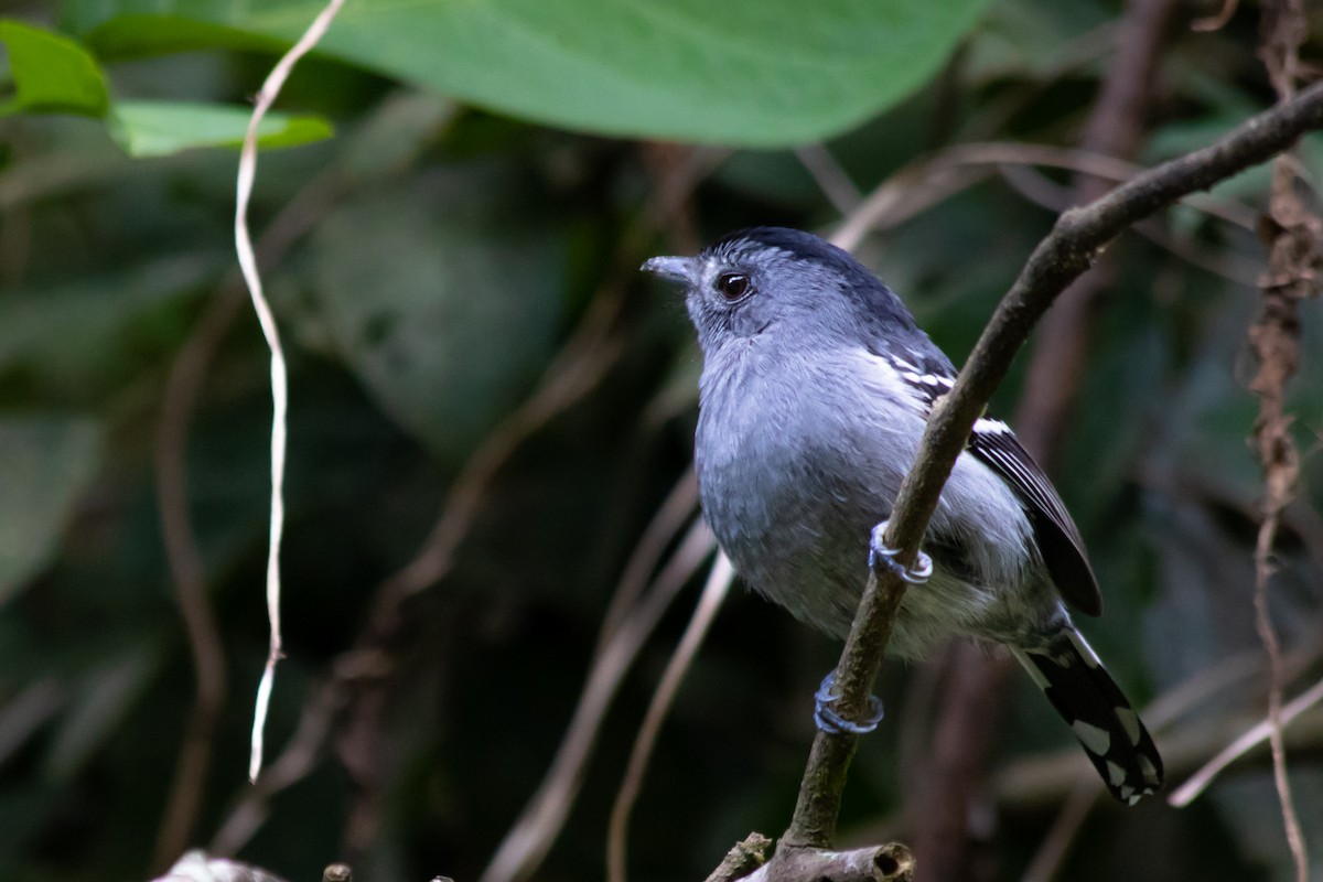 Variable Antshrike - ML110362051