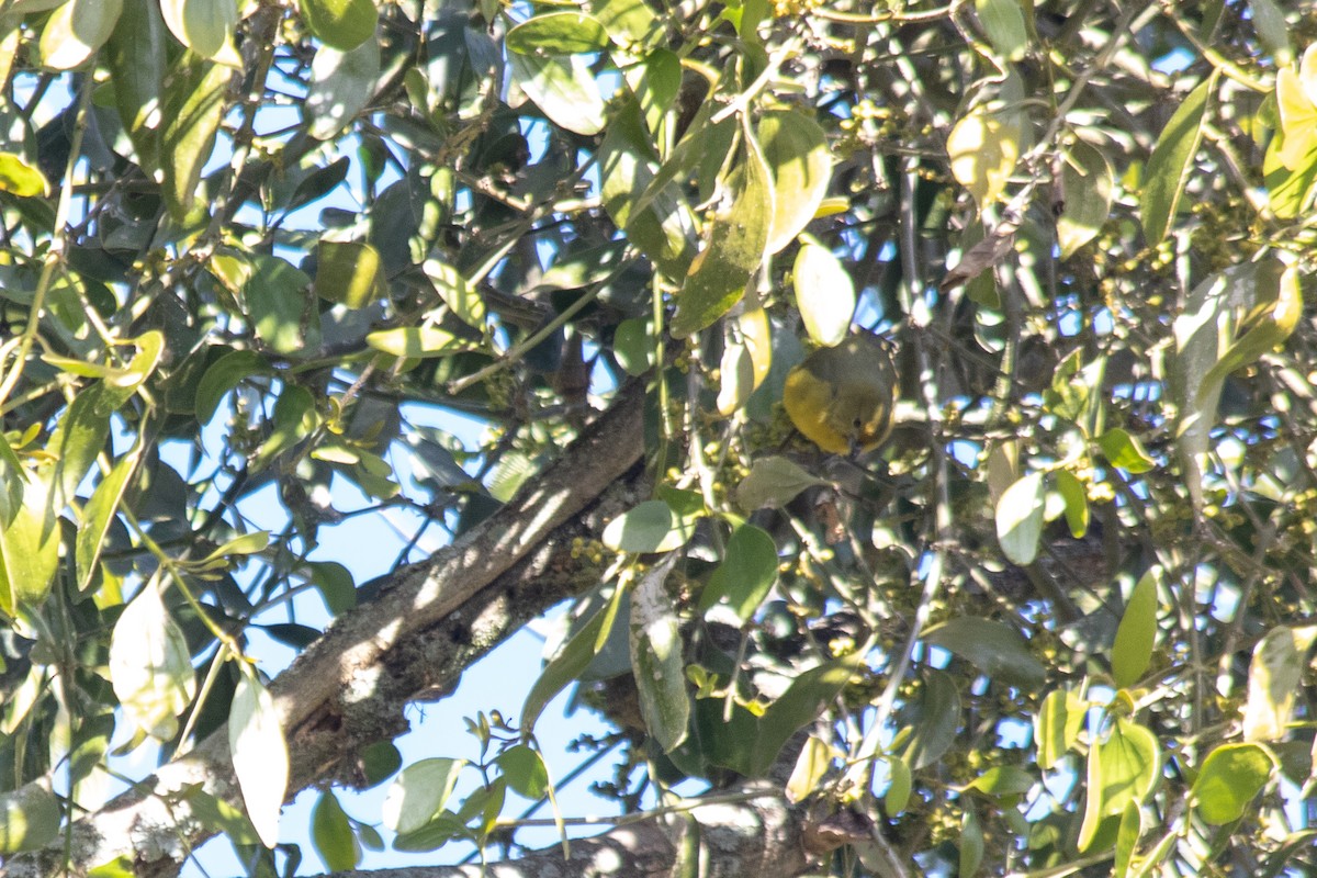 Violaceous Euphonia - ML110362271