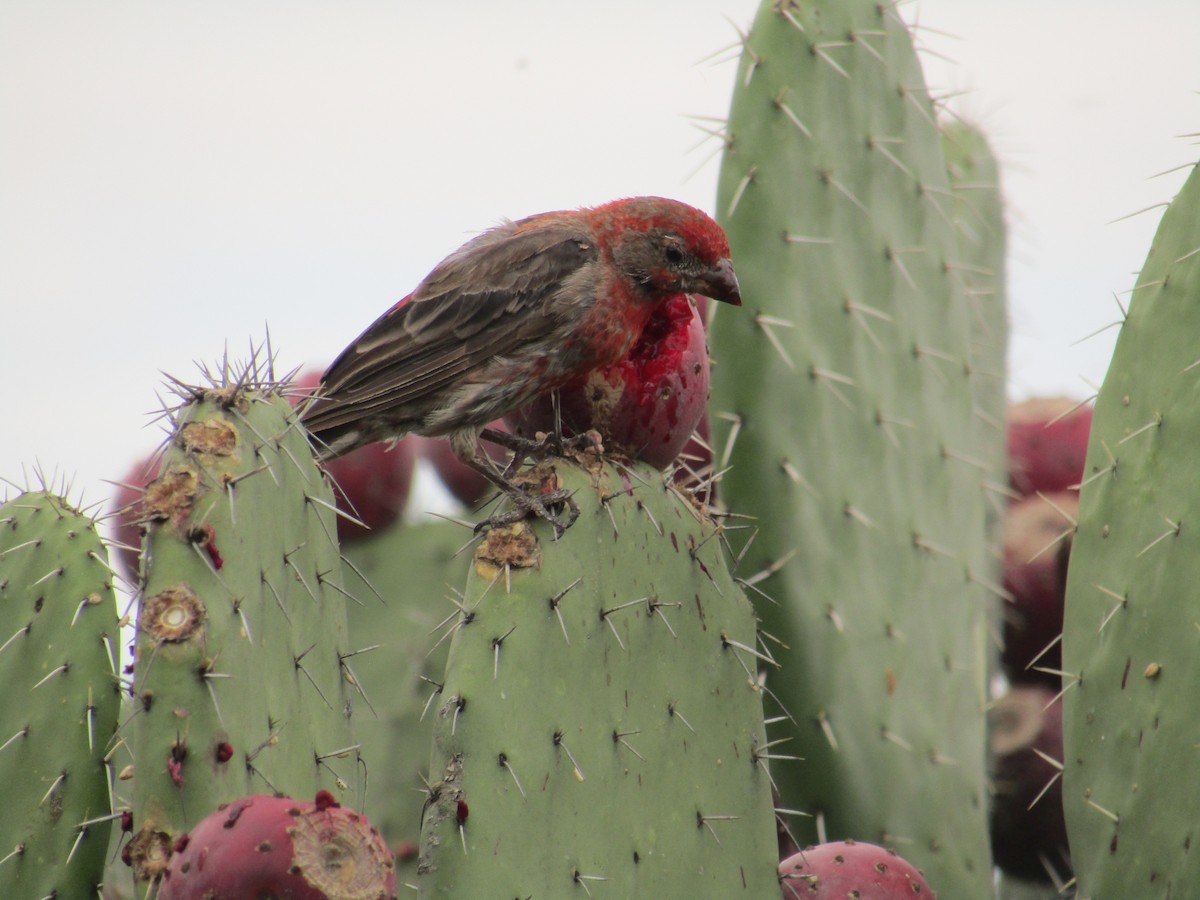 House Finch - ML110366571