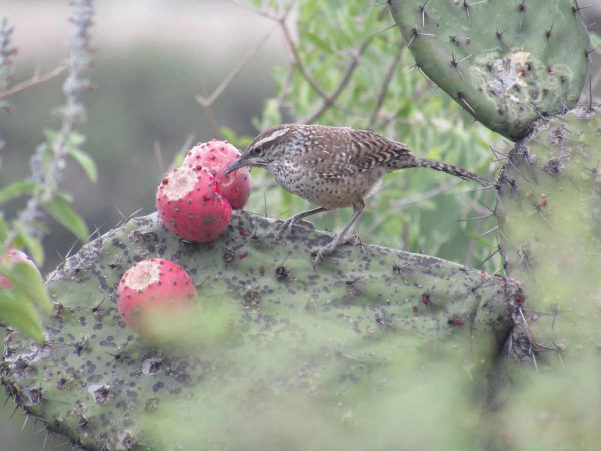 Cactus Wren - ML110366581