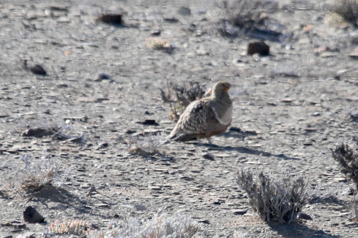 Namaqua Sandgrouse - ML110367821