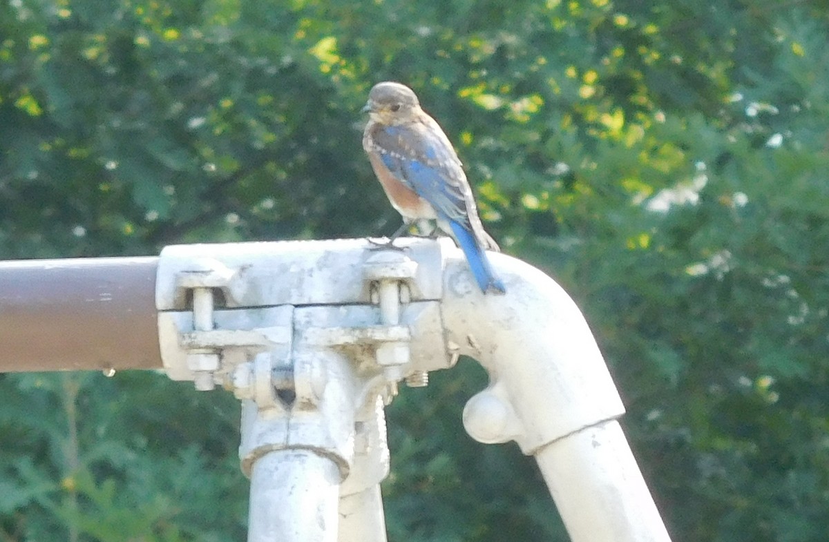 Eastern Bluebird - ML110367921