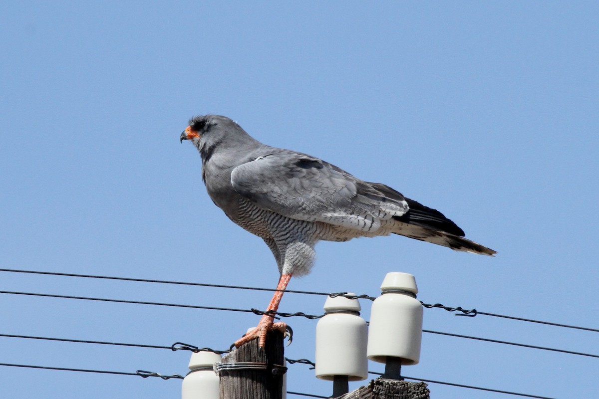 Pale Chanting-Goshawk - ML110367961