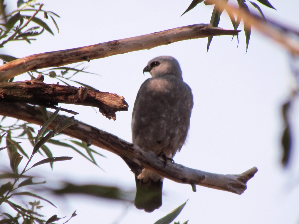 Mississippi Kite - ML110367971