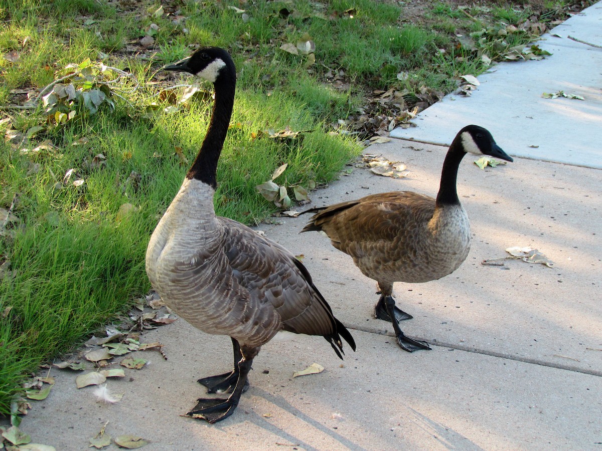 Canada Goose - ML110368821