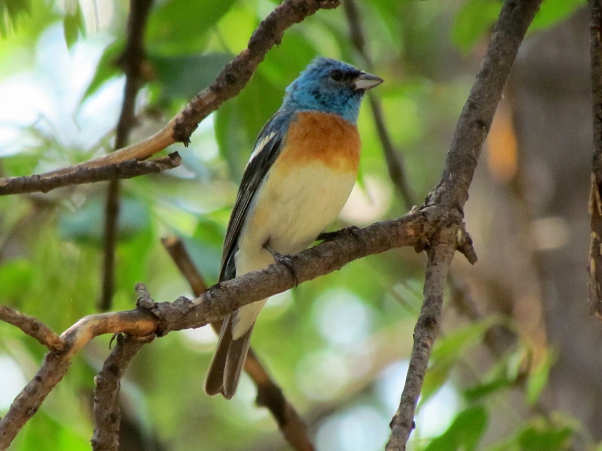 Lazuli Bunting - ML110369091