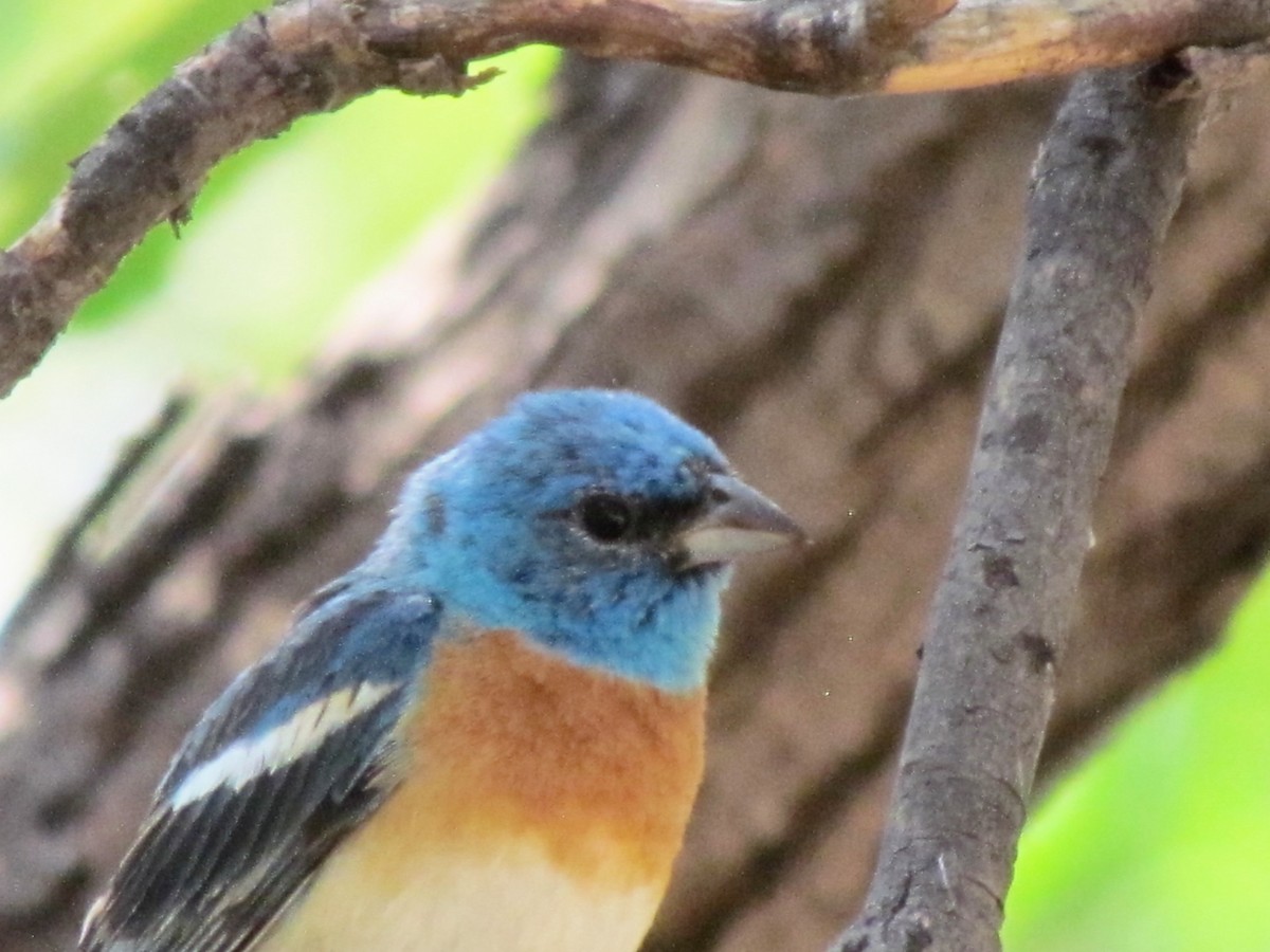 Lazuli Bunting - ML110369101