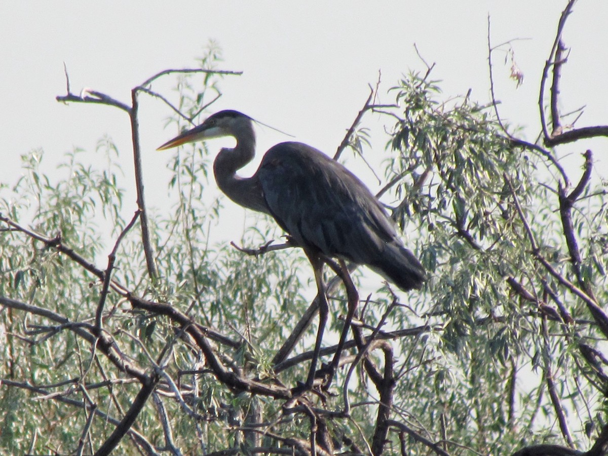 Garza Azulada - ML110369391