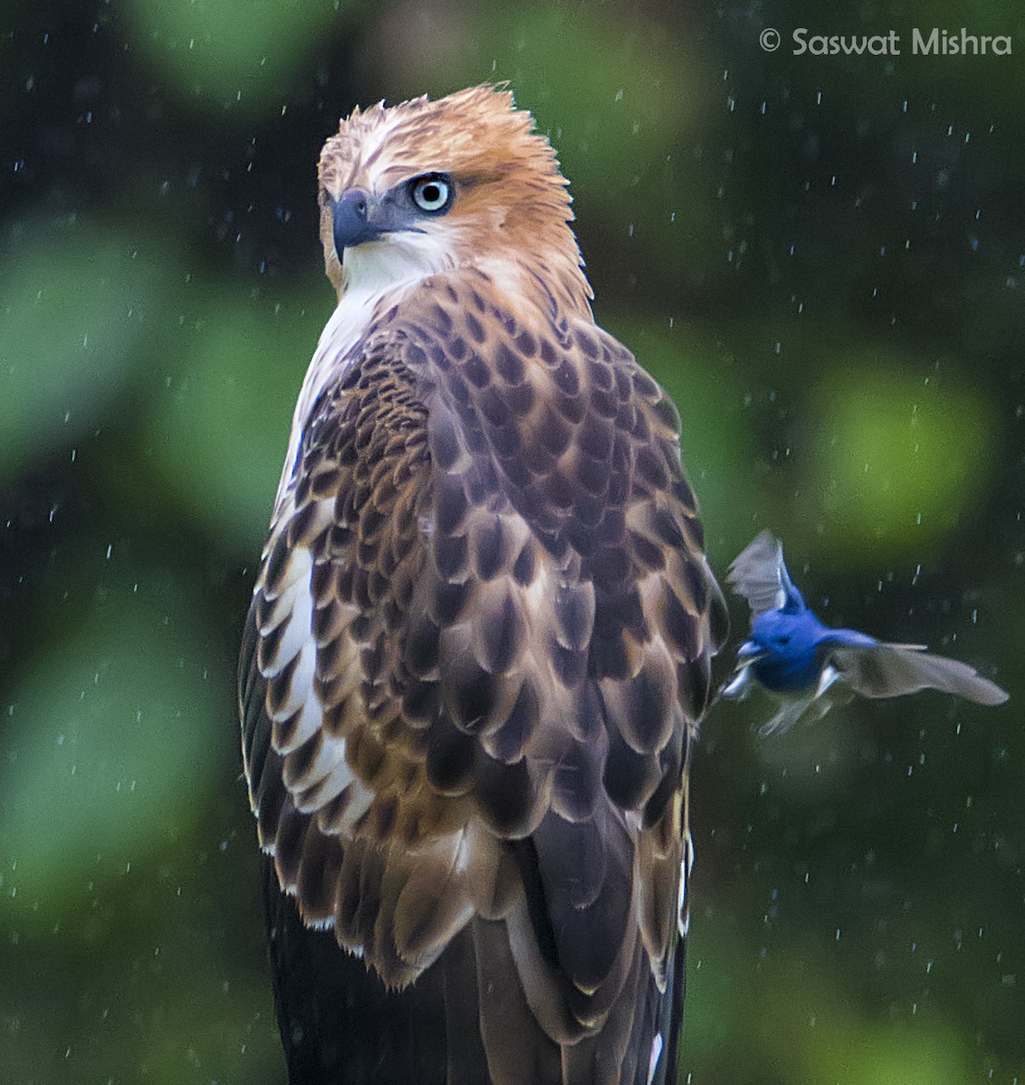 Changeable Hawk-Eagle (Crested) - Saswat Mishra