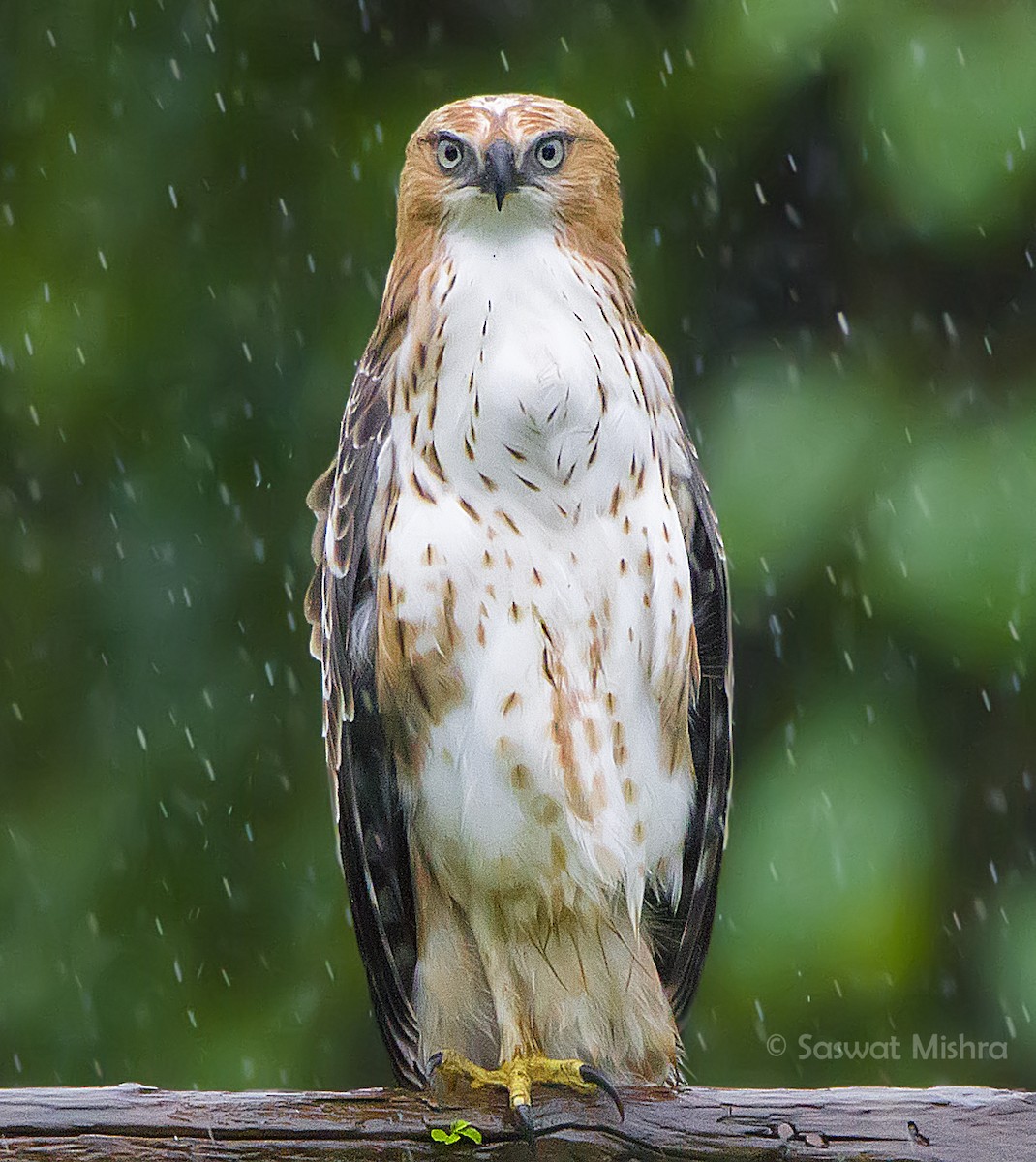 Aigle huppé (cirrhatus/ceylanensis) - ML110369991