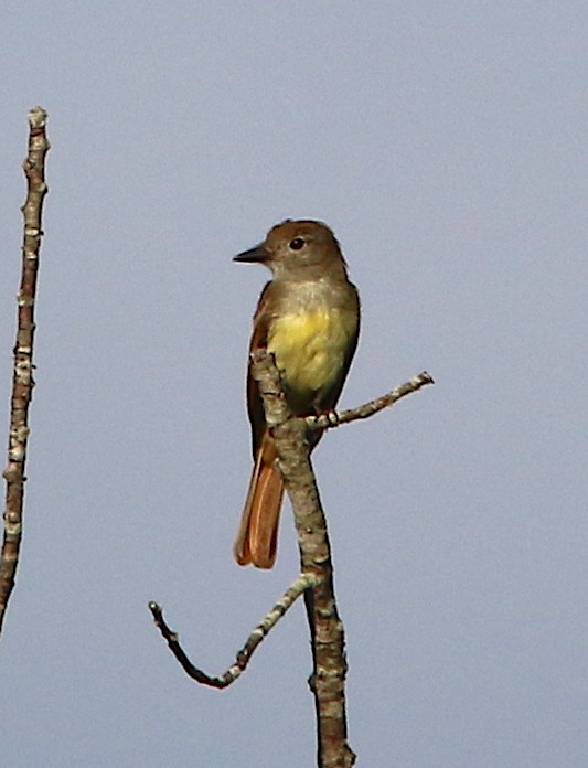 Great Crested Flycatcher - ML110370031