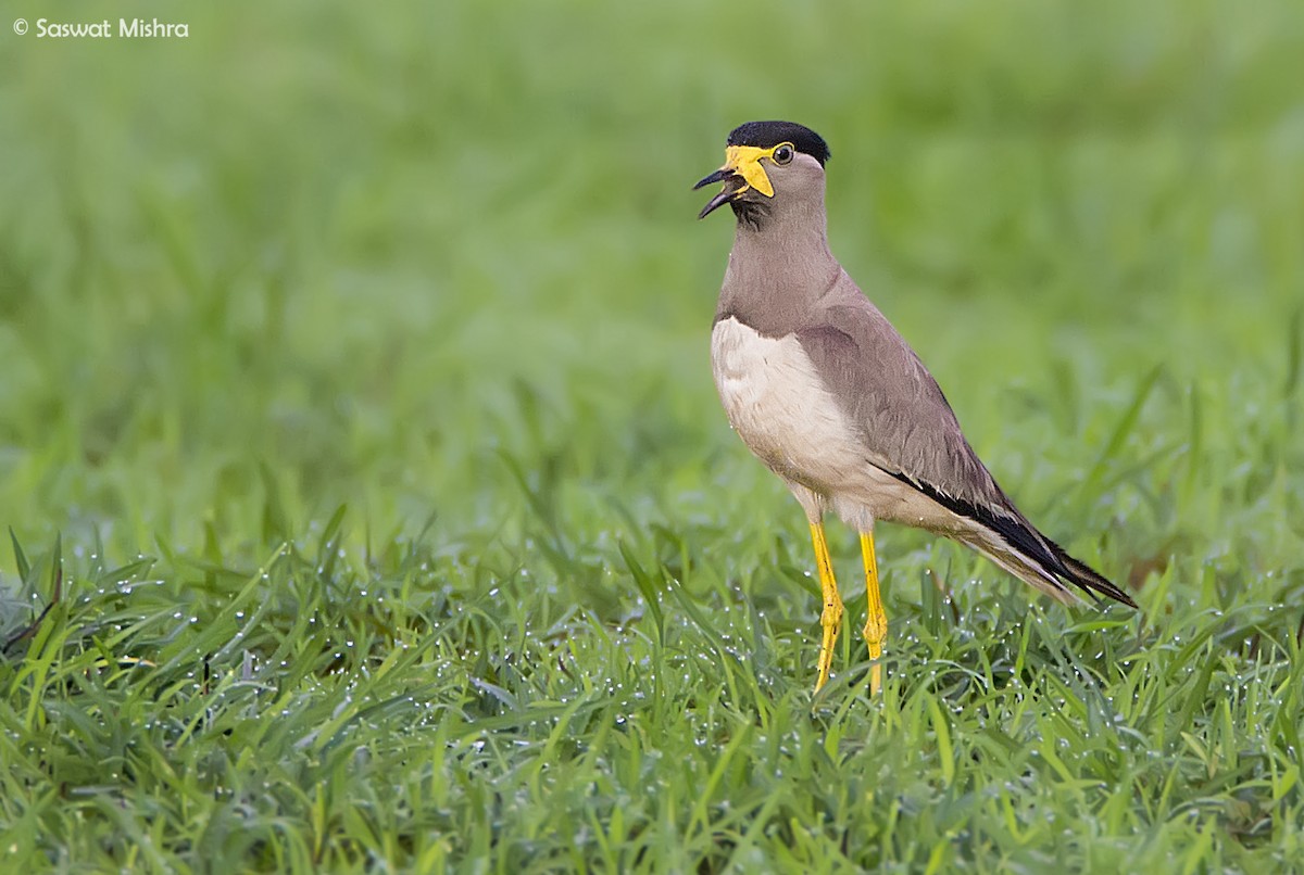 Yellow-wattled Lapwing - ML110370111