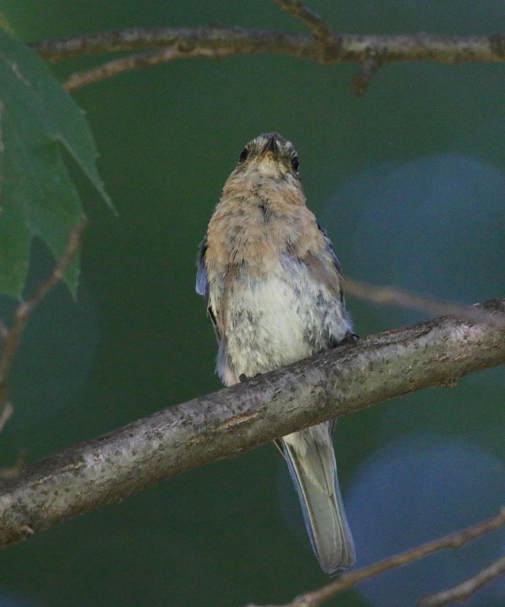 Eastern Bluebird - ML110370141