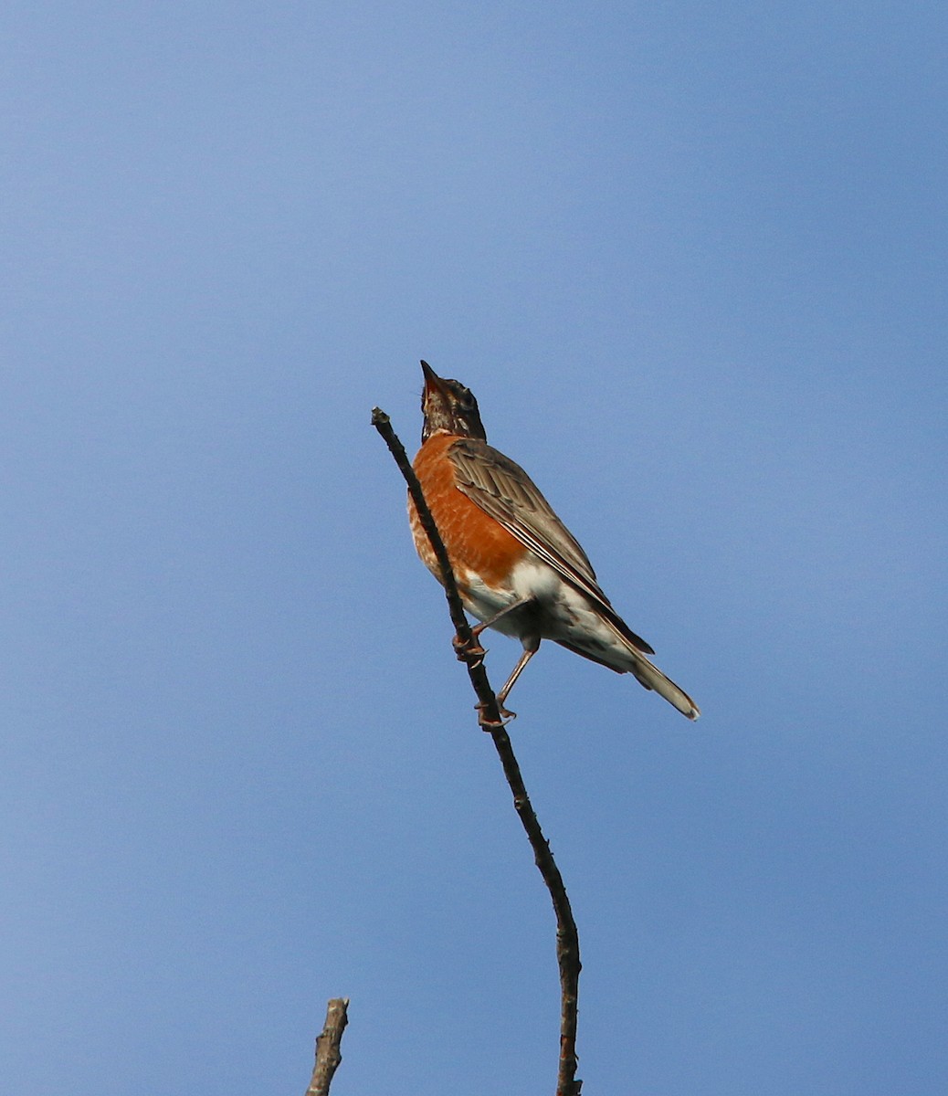 American Robin - ML110370151