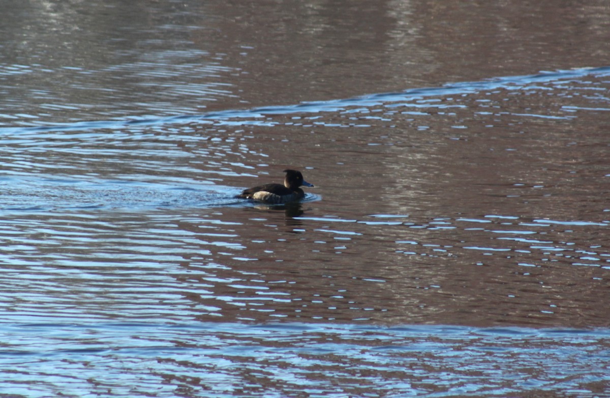 Tufted Duck - ML110370381