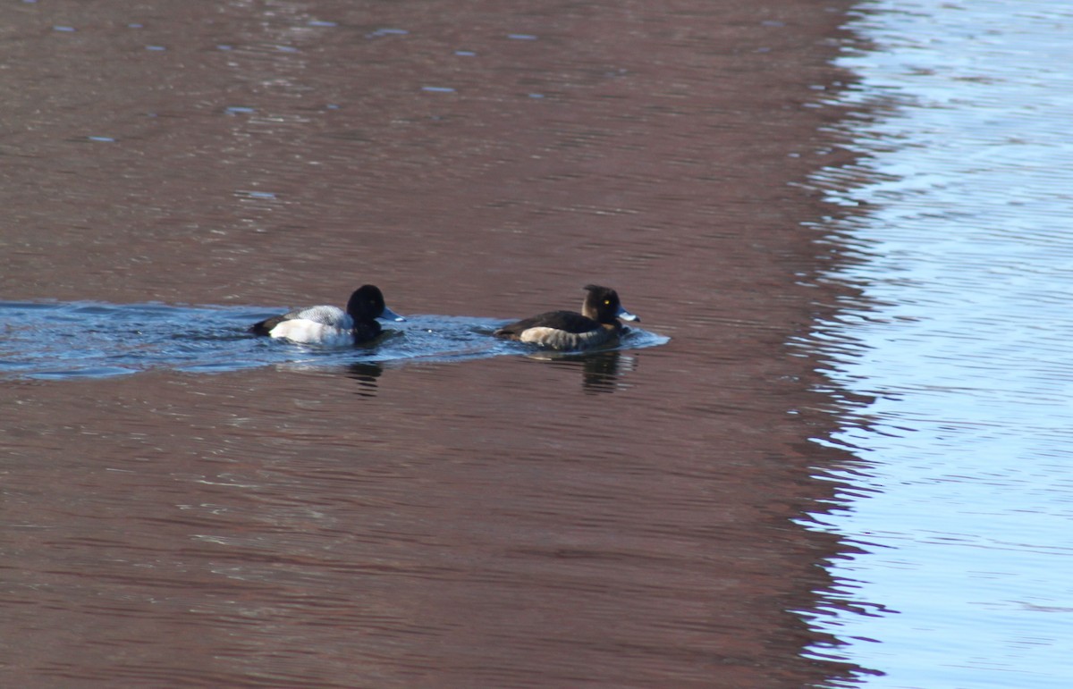 Tufted Duck - ML110370441