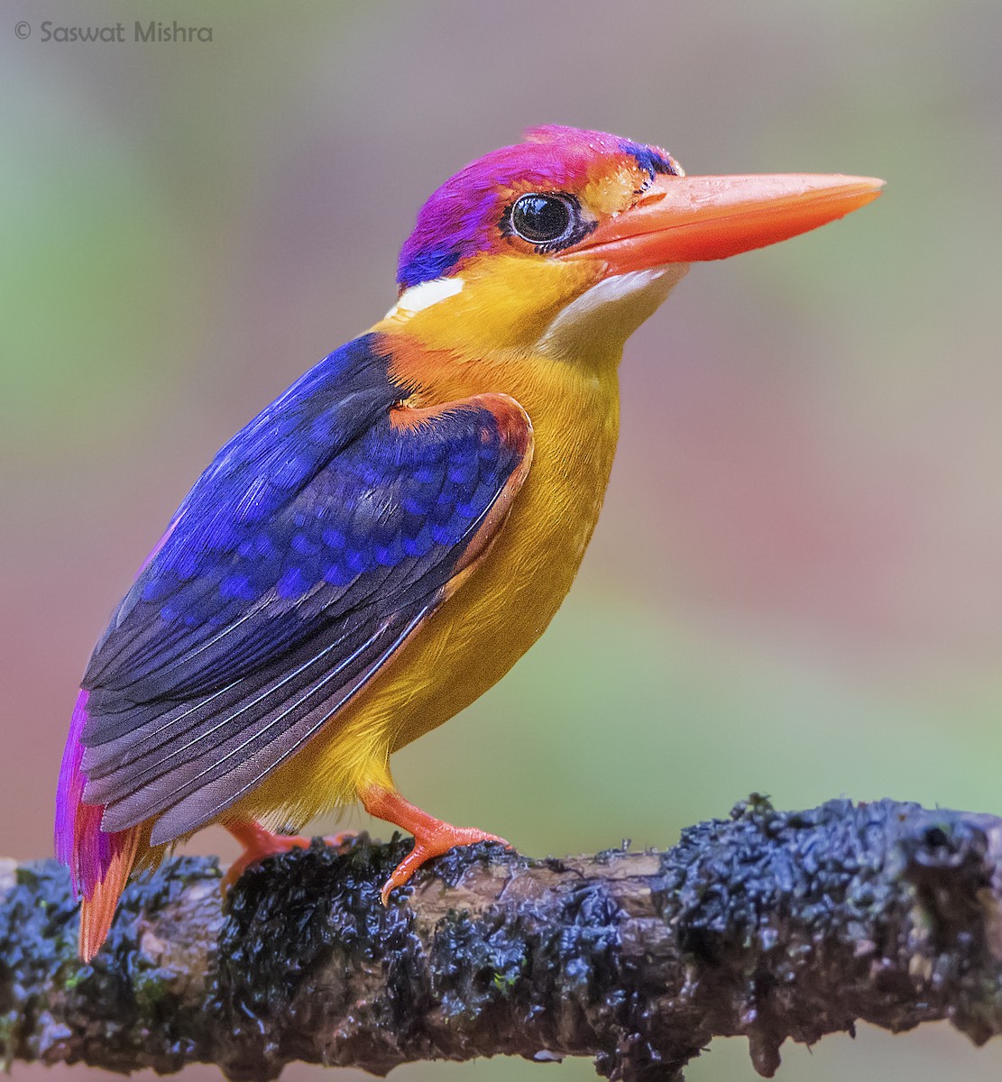 Black-backed Dwarf-Kingfisher - ML110370701