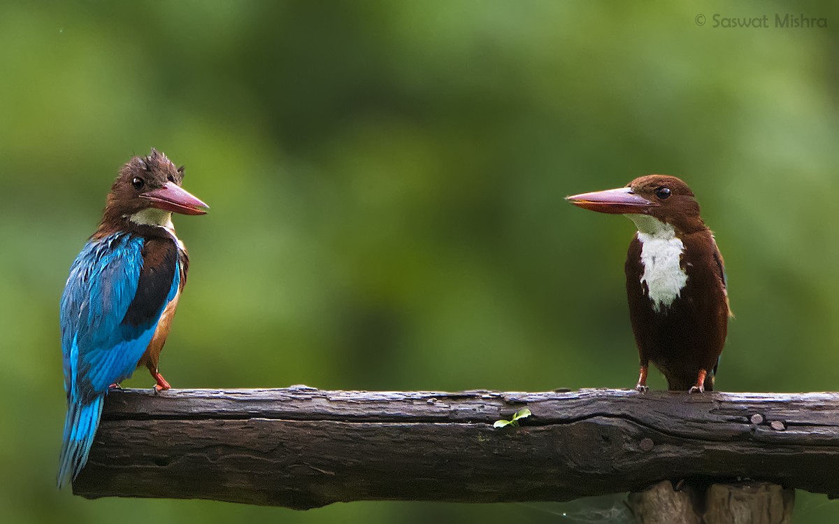 White-throated Kingfisher - ML110370821